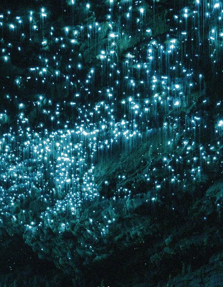 Hundreds of glowworms on a cave ceiling with their silk fishing lines hanging beneath them, lit only by the worms themselves