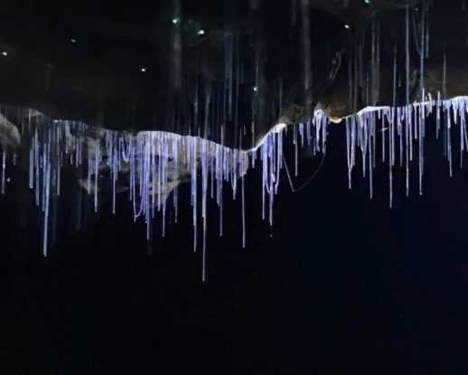 A close view of the silk lines a glowworm lowers to catch insects, lit blue-white against the black roof of the cave