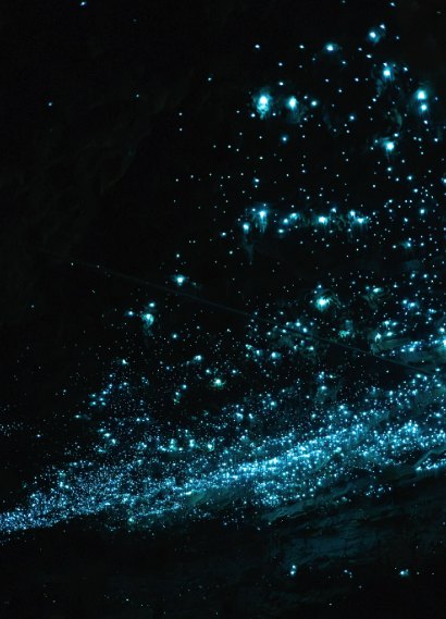 A drift of glowworms running diagonally down a dark cave wall like a spilled constellation
