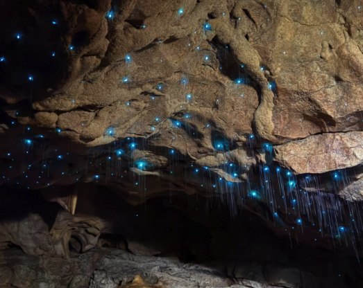 Blue points of glowworm light and their hanging threads picked out against brown limestone in a Waitomo cave